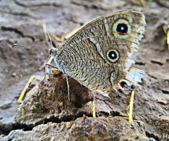 Beyaz bantlı karamelek kelebeği 