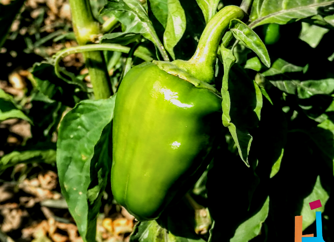 سبز مرچ = Green-bell  pepper