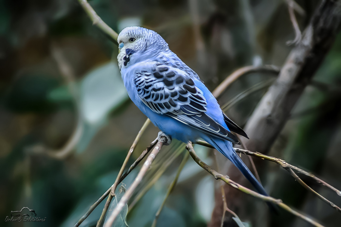 Muhabbet kuşu - Blue Male Budgerigar.