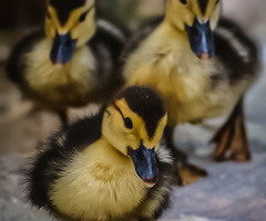 BabY DuckS