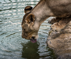 Lioness Drinking Water