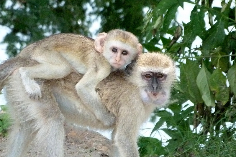 Vervet Monkey and baby