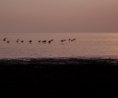 Flamingolar - Bandırma Kuş Cenneti