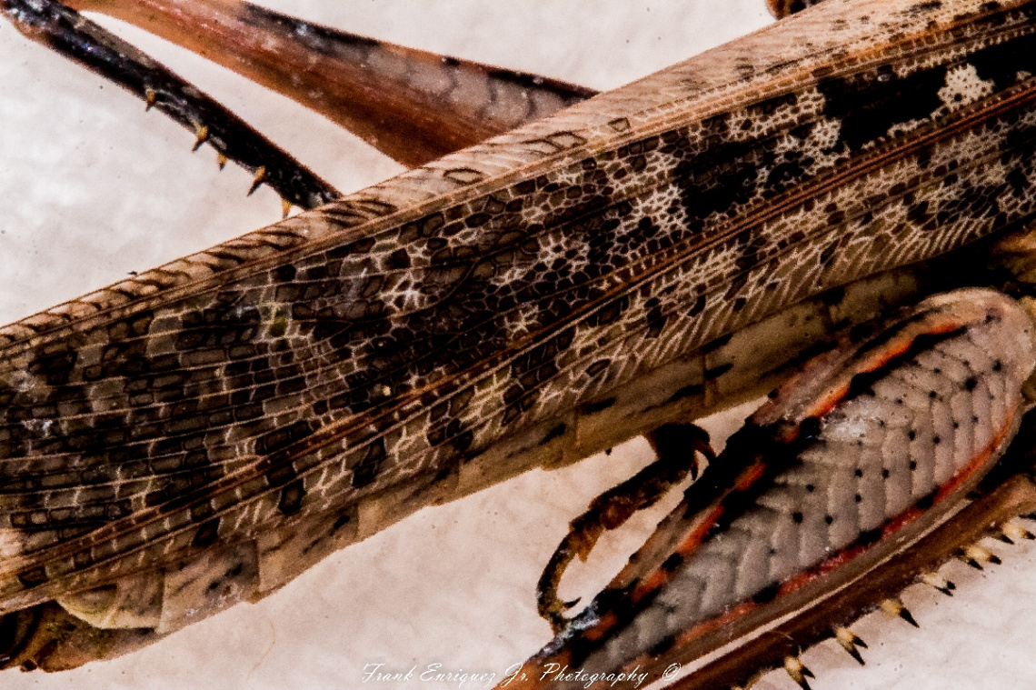 The Back Of An Arizona Grasshopper (Macro)