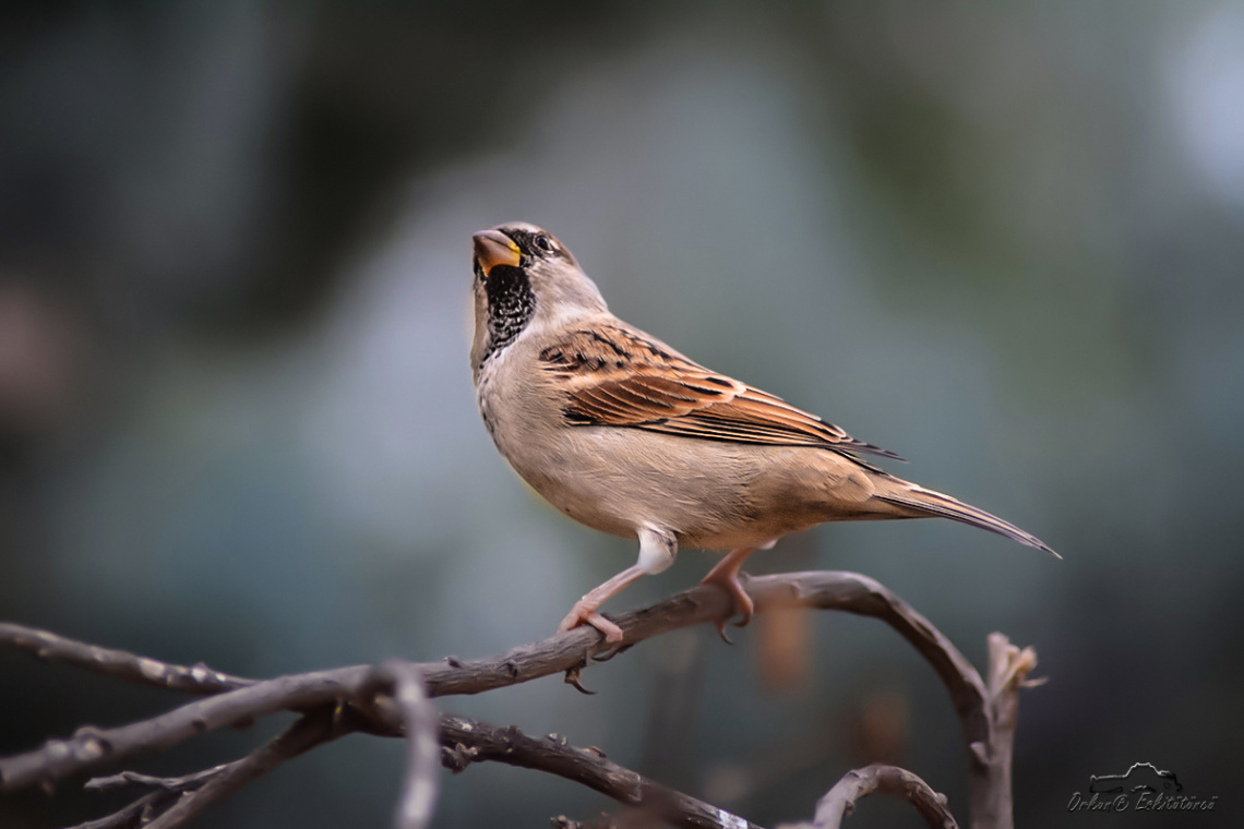 Bayağı serçe - House sparrow 