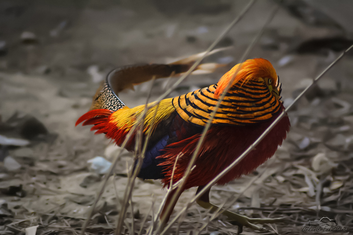 Altuni Sülün - Red Golden pheasants