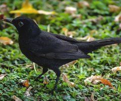 Karatavuk - Common Blackbird 