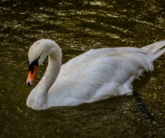 Sessiz kuğu - Mute Swan
