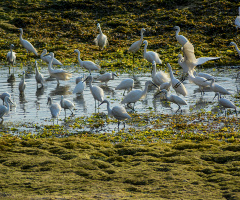 Group of white egret, 