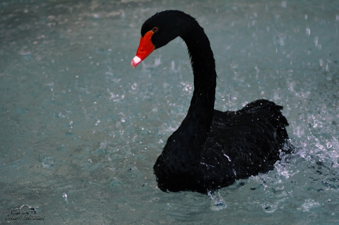 Kara kuğu - Black Swan 