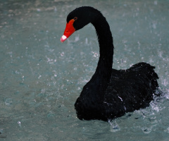 Kara kuğu - Black Swan 
