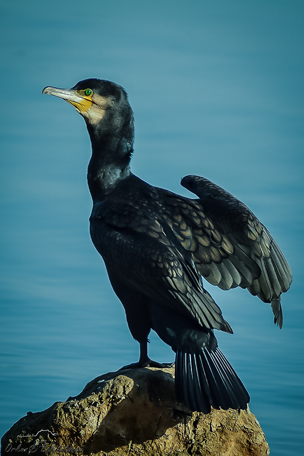 Karabatak - cormorant
