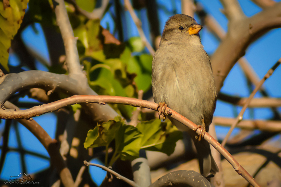 Ağaç serçesi - Eurasian Tree Sparrow