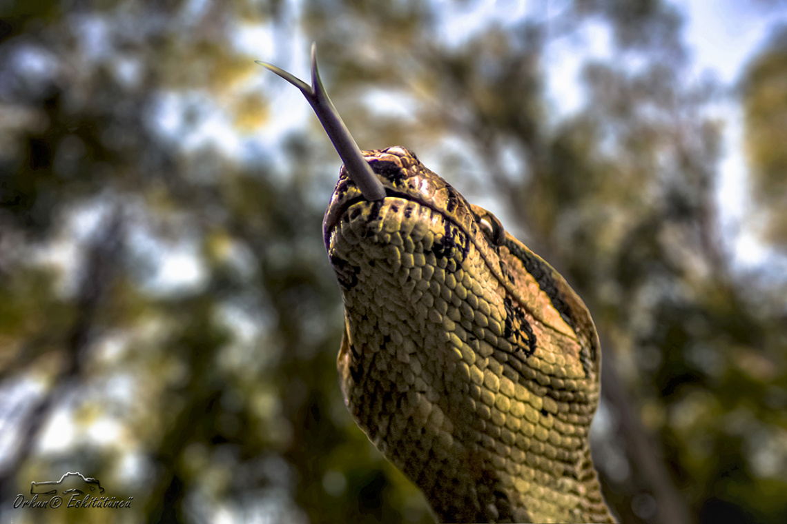 Boa Yılanı - Boa constrictor