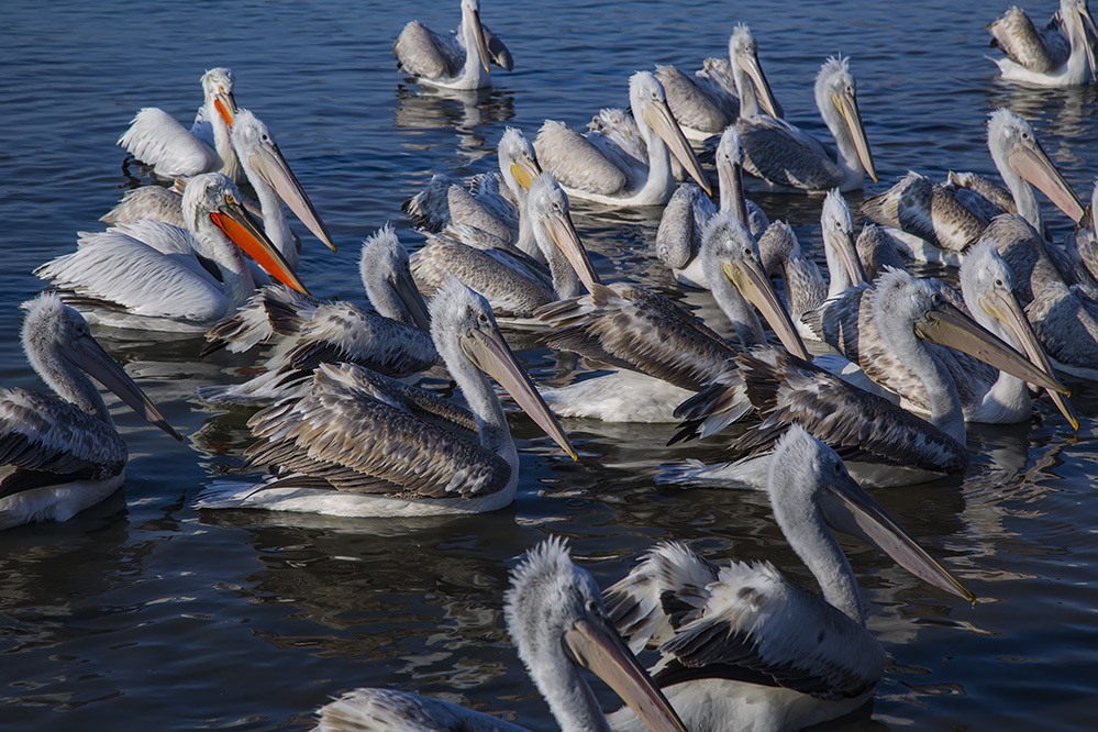 Bandırma Bereketli Balıkçı Kuyruğunda Pelikanlar