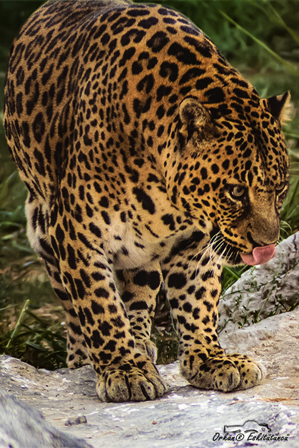 Leopard - Pars
