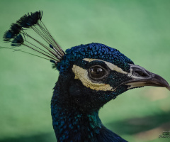 Tavus kuşu - Peacock