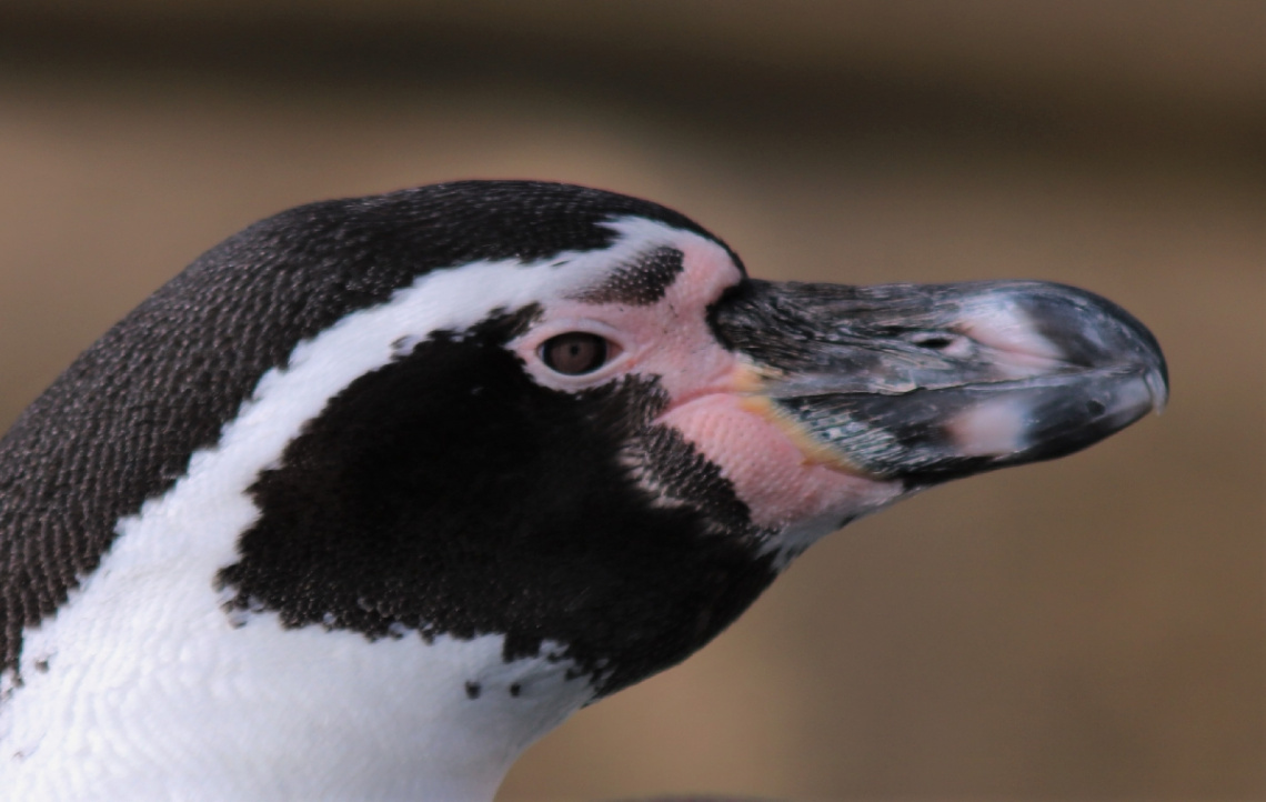 Penguin profile 
