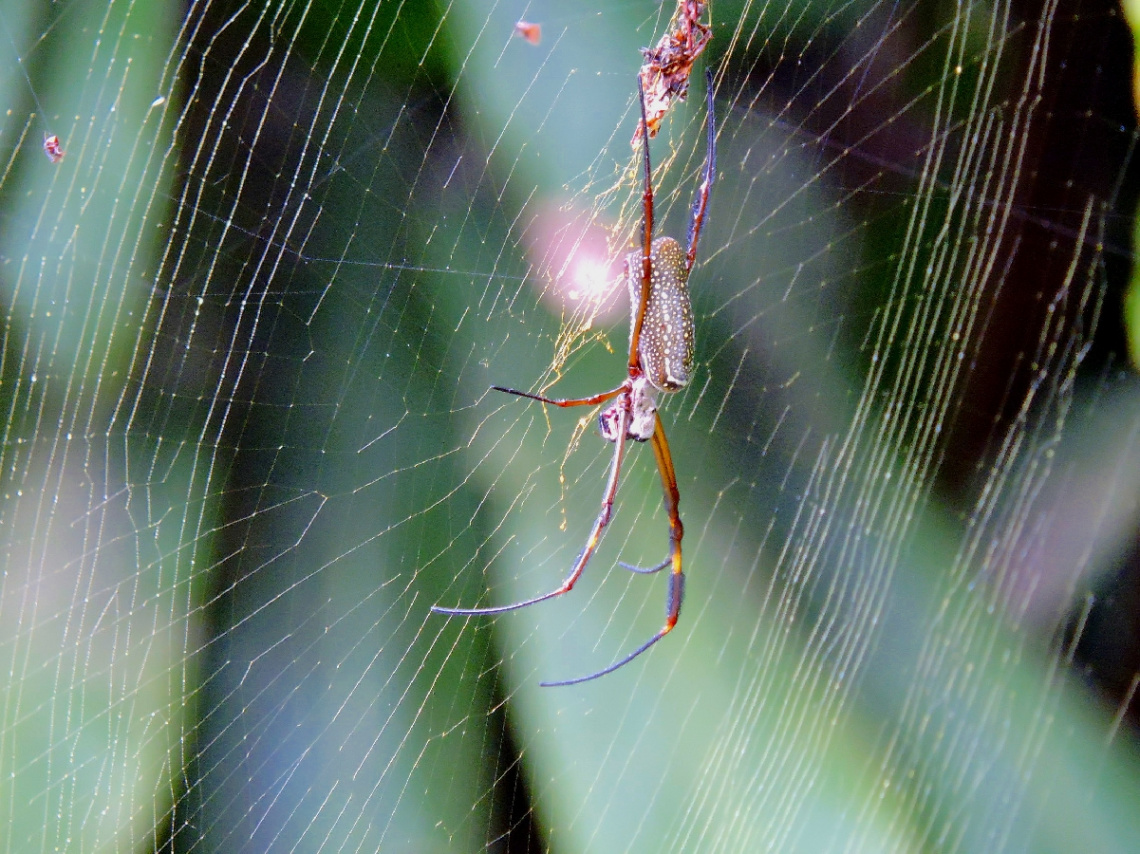 The spider and its cobweb