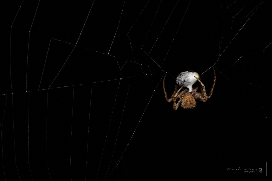 spider and prey