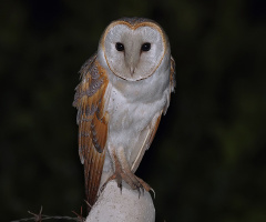 Peçeli baykuş » » Western Barn Owl