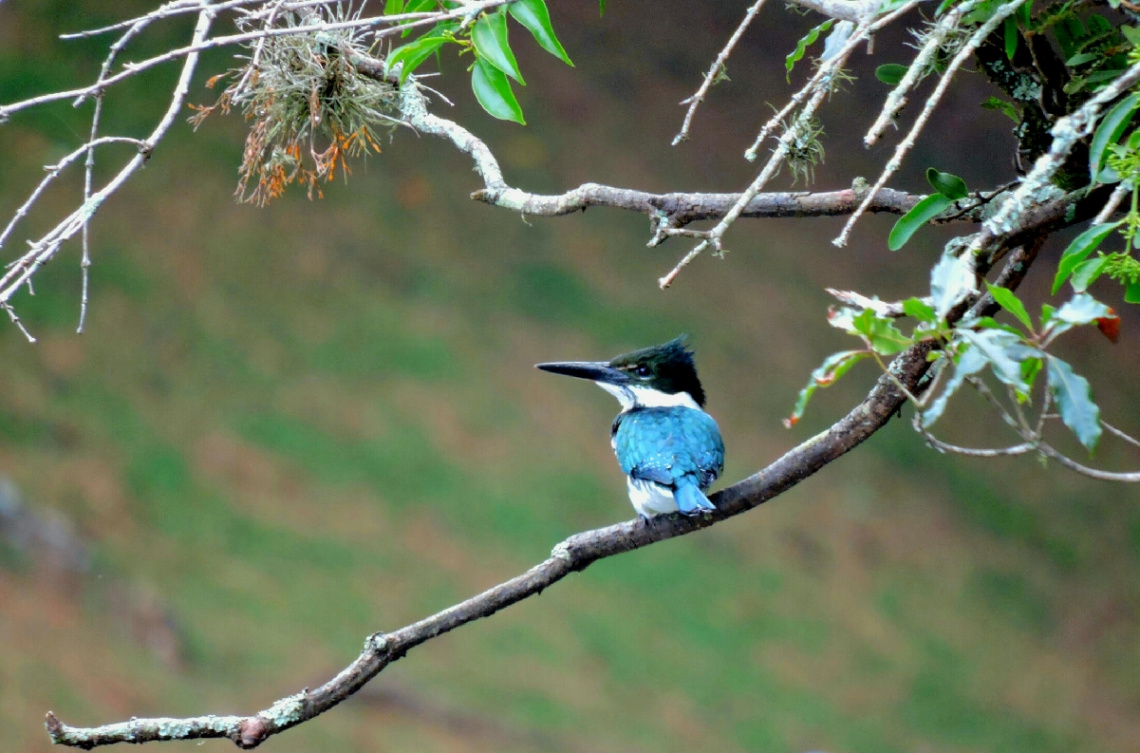 Blue Kingfisher 