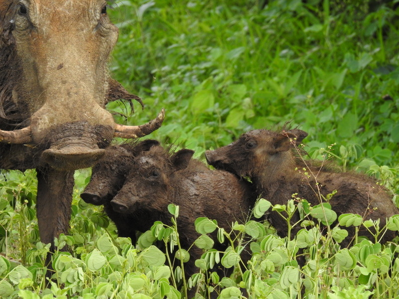 warthog mother and three babies