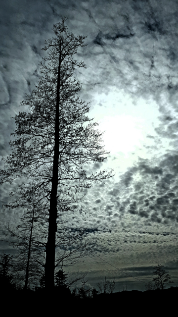 Ağaç ve bulutlar
