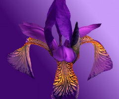 In  purple