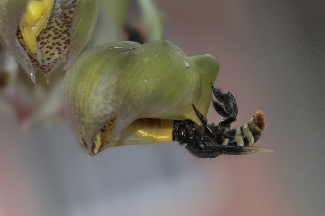 Bee and Flower (Catasetum macrocarpum)