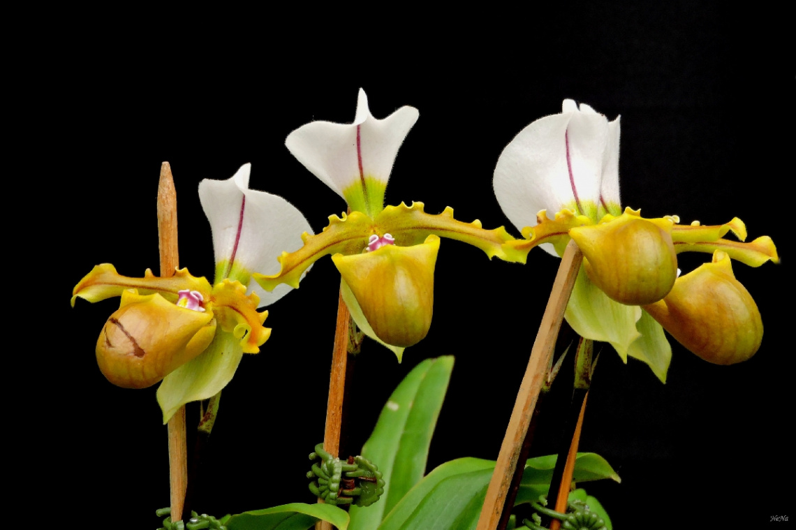 Paphiopedium Orchids