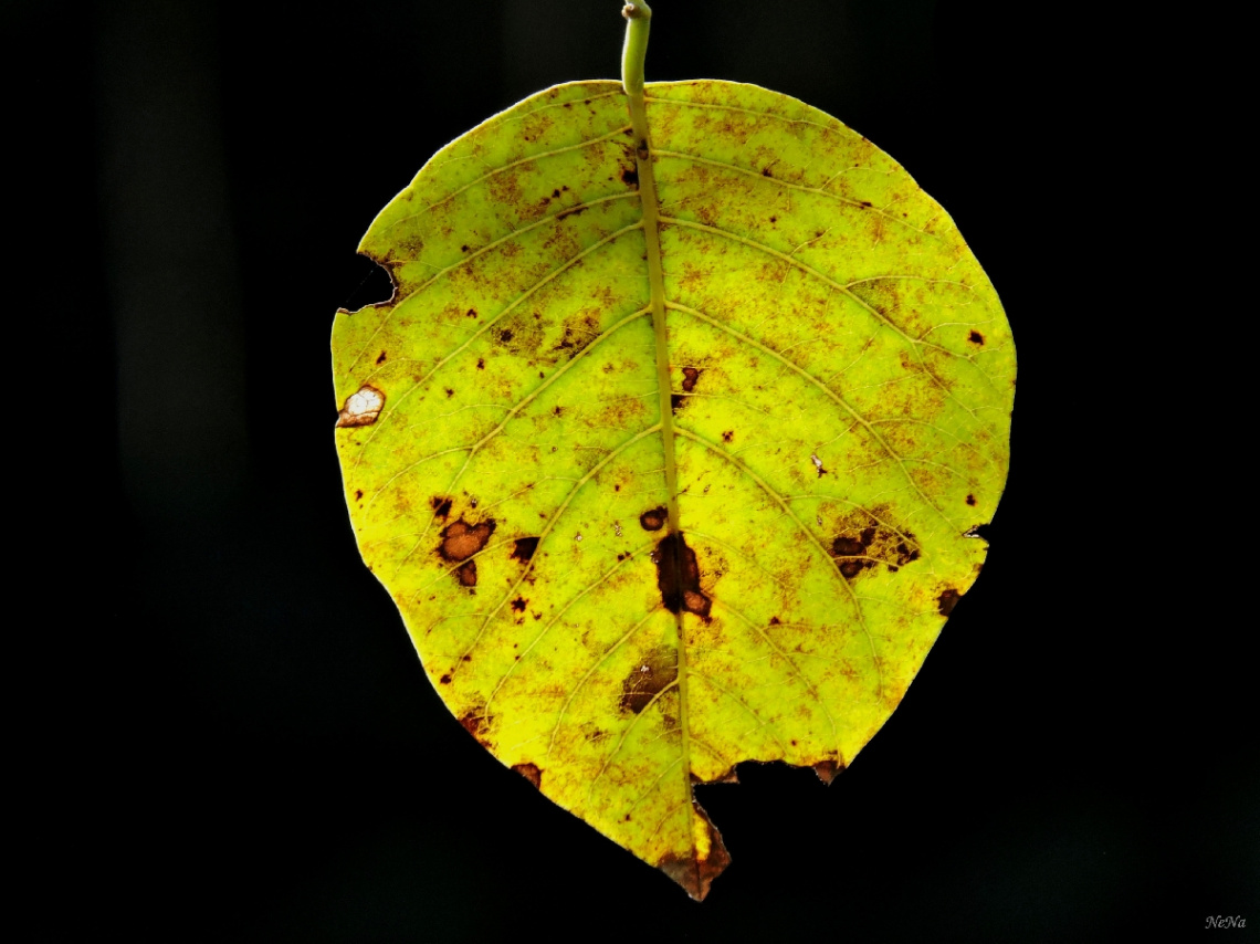 Leaf in autumn
