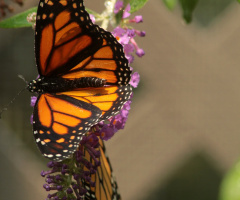 Monarch season