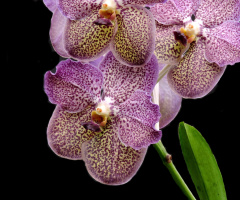 Vandeae orchid