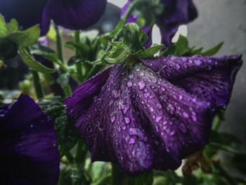 Violet in rain