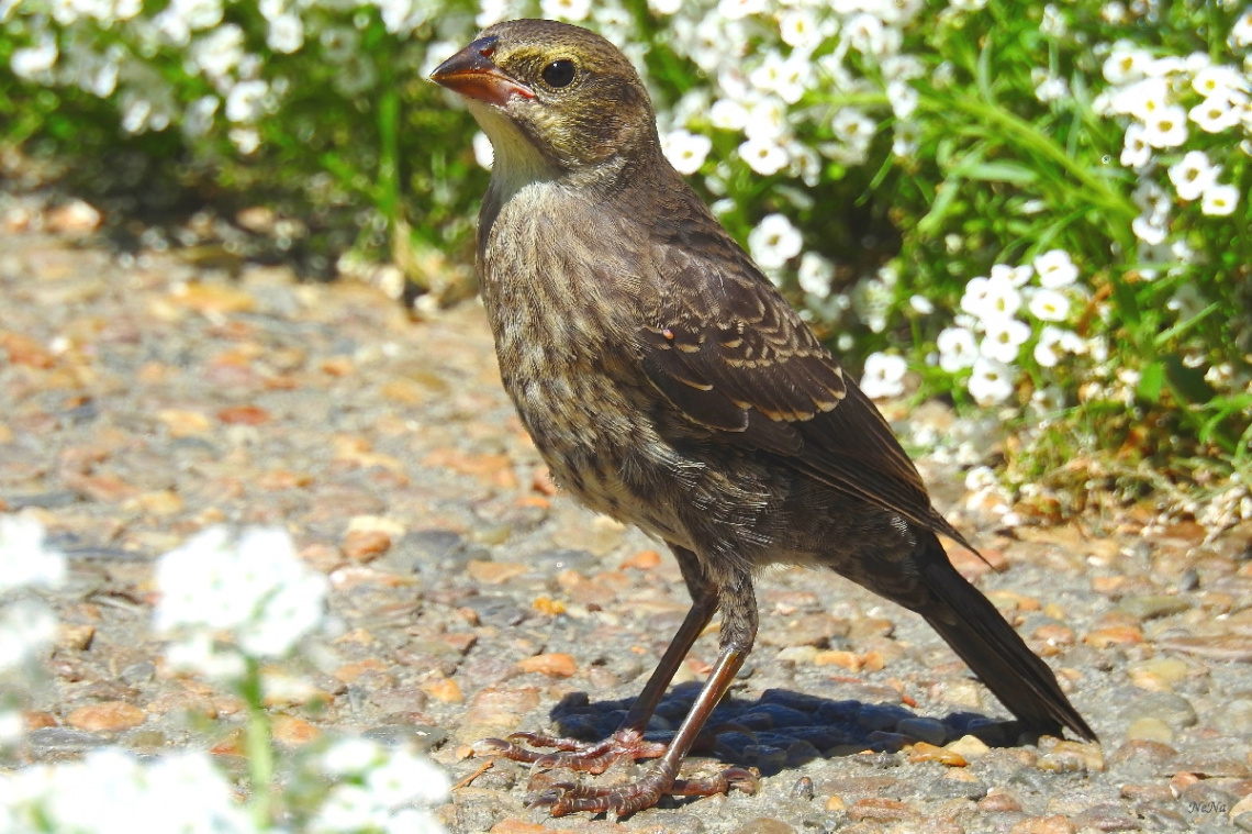  Rock Sparrow with Alyssum flowers
