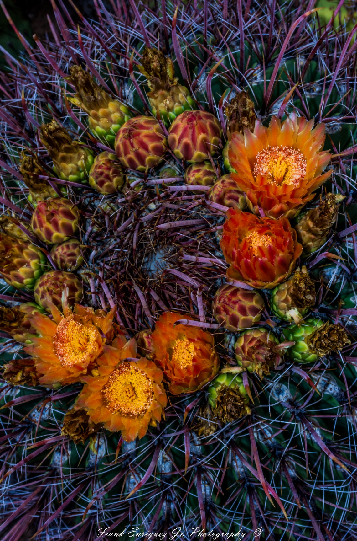 Amazing Sonoran Desert Colors