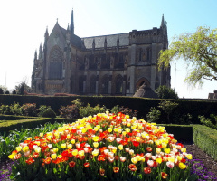 tulips and cathederal