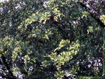 SWIRL OF BRANCHES