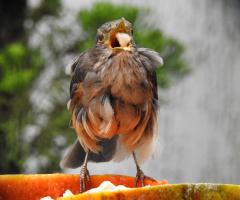 Baby bird eating banana