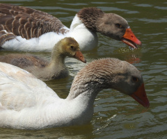 Goose family 