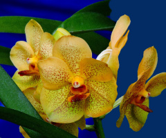  Wanda Orchids
