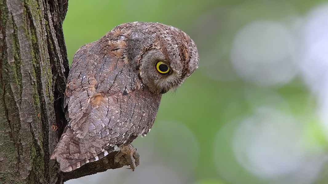 İshakkuşu » Otus scops » Eurasian Scops Owl