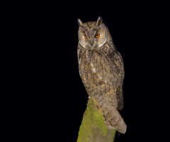 Kulaklı orman baykuşu » » Long-eared Owl