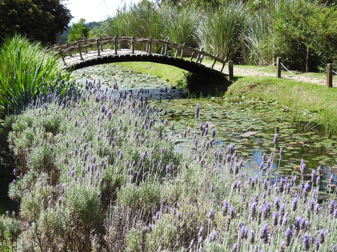 Bridge with lavenders