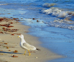 Praia com gaivota