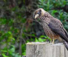 Cub Falcon 