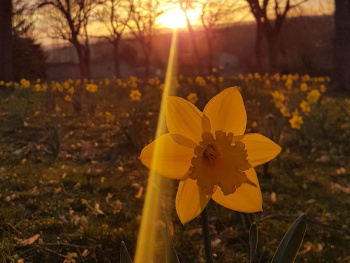 Jonquille au coucher de soleil - Daffodils at the 
