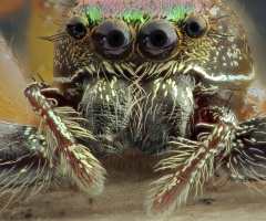 Jumping Spider's eyes