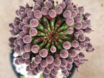Euphorbia çiçeklenirse